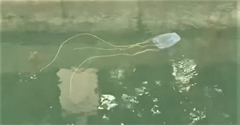 Highly Venomous Box Jellyfish Spotted At Sentosa On July 3 Nparks