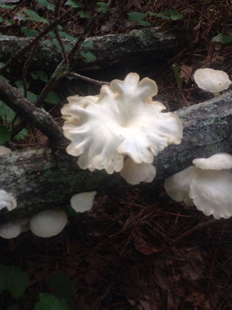 Help Identifying Identifying Mushrooms Wild Mushroom Hunting
