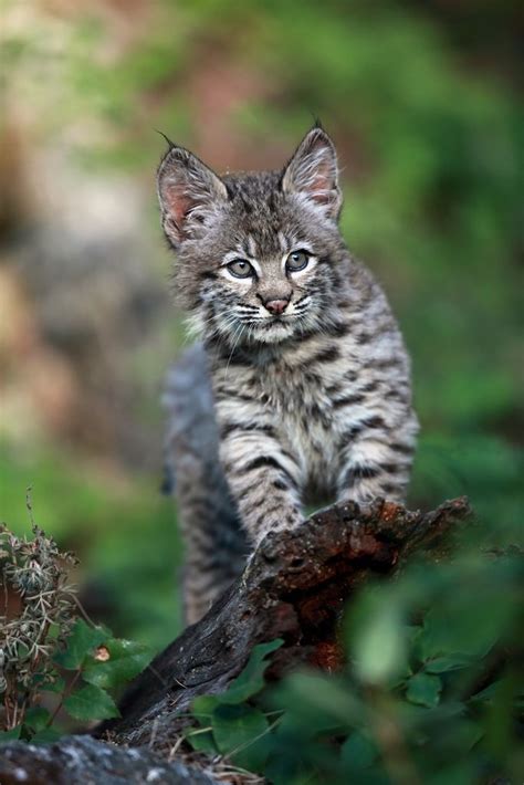 Bobcat Kitten Animals Pinterest