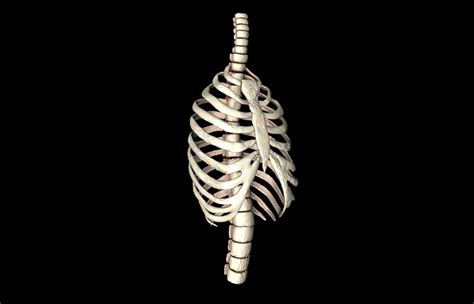 The structure in the body formed by the ribs (= bones in the chest that protect the heart, lungs…. rib cage accurate obj