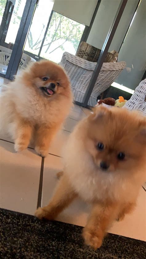 Pomeranian puppies for sale born november twelth and will be ready to go to a new home january seventh they have their first puppy shots, health c… Pomeranian Puppies For Sale | Orlando, FL #304143