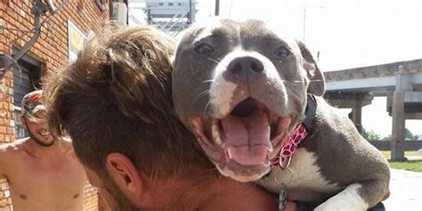 Hospitalized Owner Reuniting With Beloved Pit Bull Is The