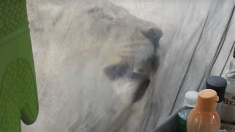 Lions Lick Water Off Tent As Campers Watch Nervously Storyful Crazy Youtube