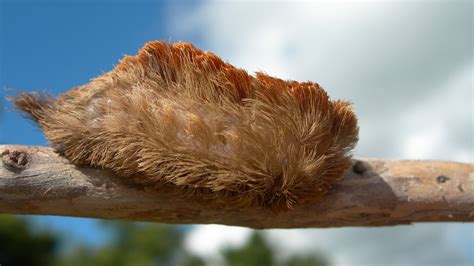 Puss Caterpillar Looks Innocent But Its Venomous Barbs Have Brutal