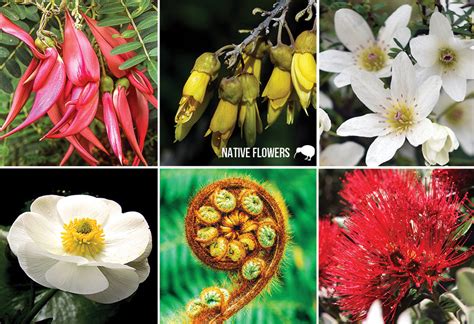New Zealand Native Flowers Small Postcard Postcards Nz Ltd
