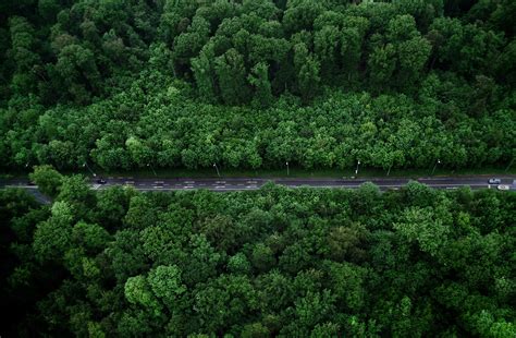 Birds Eye View Photo Of Road With Trees · Free Stock Photo
