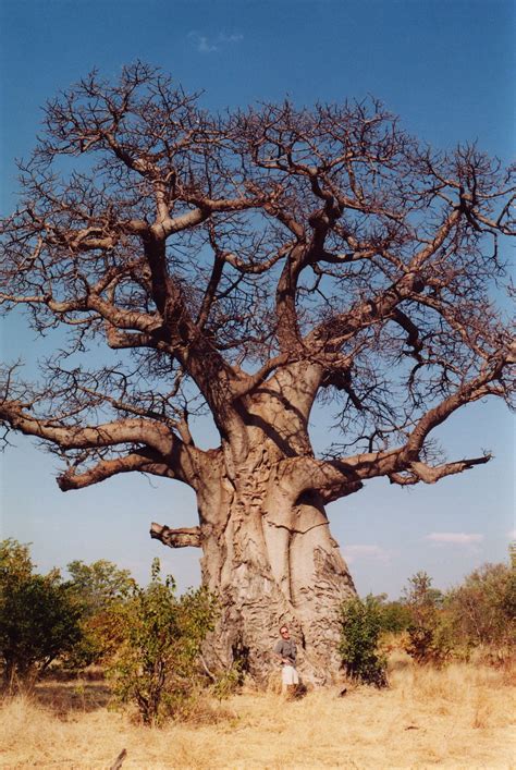 Apinanleipäpuu Wikipedia Le Baobab Baobab Tree Baobab Oil Giant