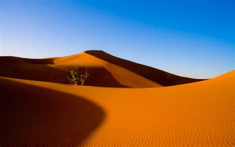 Desert Full Hd Wallpaper And Background Image 1920x1200 Id448018