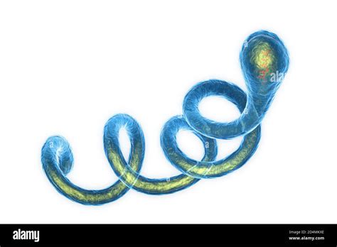 Borrelia Spirochaete Bacteria Cut Out Stock Images And Pictures Alamy