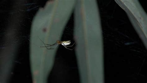 Thirty New Spiders Discovered At Xishuangbanna China Asian Scientist
