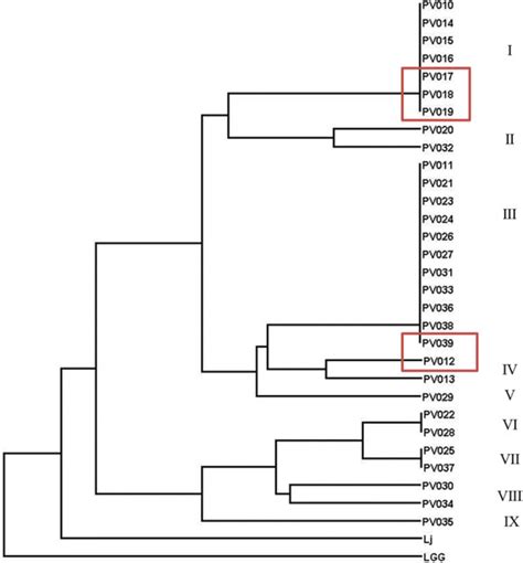 Random Amplified Polymorphic Dna Rapd Analysis Of 30 Prairie Vole