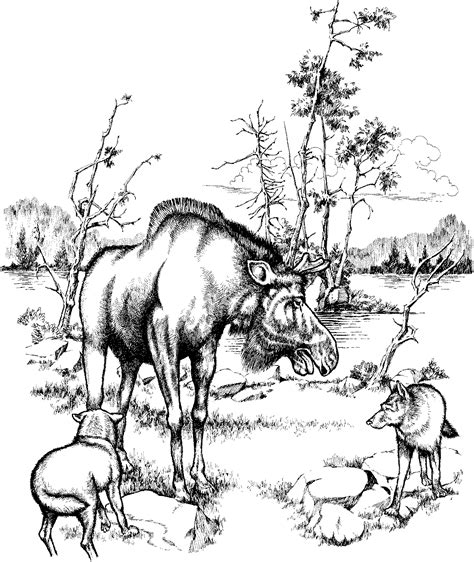 There are so many animal coloring pages here, that the more you print, the bigger your animal coloring book will be. Free Moose Coloring Pages