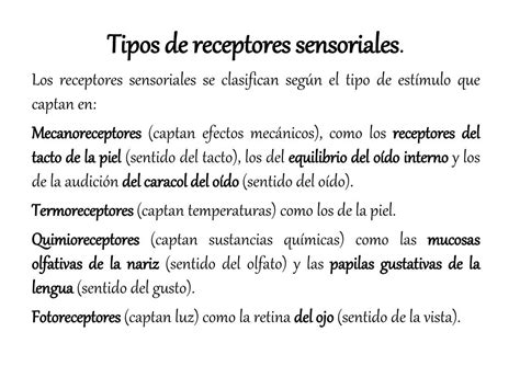 Ppt Unidad N° 5 Los Receptores Sensoriales Powerpoint Presentation