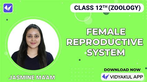 Female Reproductive System Ncertneet Class 12 Biology Zoology