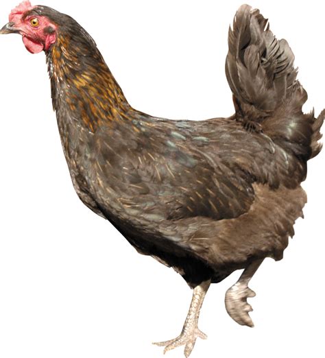 Chicken Standing PNG Image - PurePNG | Free transparent CC0 PNG Image png image