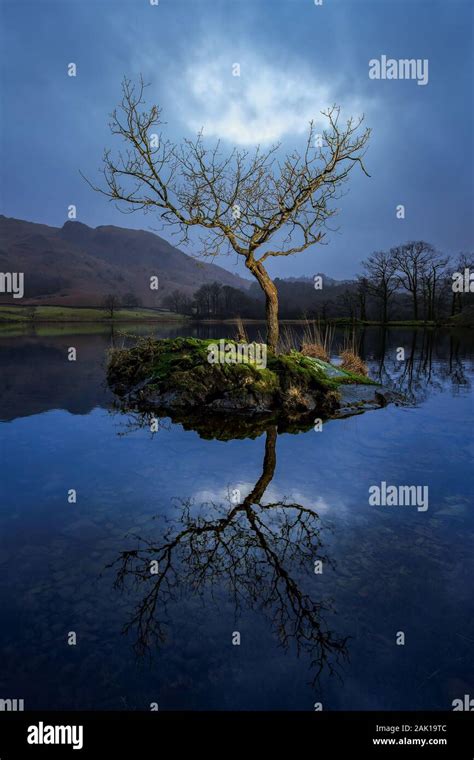 Lone Tree At Rydal Water Lake District Cumbria England Uk Stock