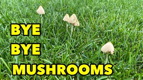 Get Rid Of Mushrooms In Your Lawn How To Youtube