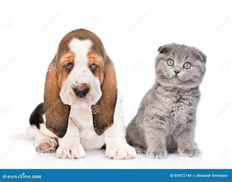 Basset Hound Puppy And Cat Sitting Together Isolated On White B Stock