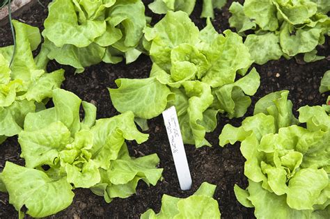 Dry conditions may also contribute to bolting. Growing Lettuce in the Heat of Summer