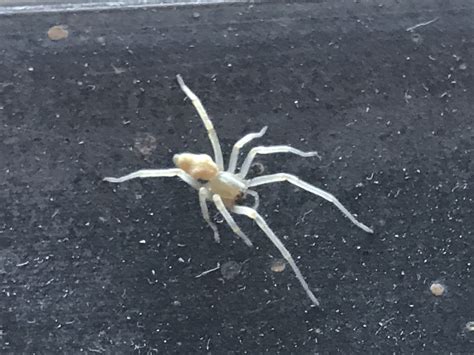 Cheiracanthium Mildei Long Legged Sac Spider In Brewster New York