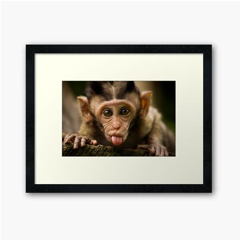 Rude Monkey Sticking Out Tongue Framed Art Print By Liefranky Redbubble