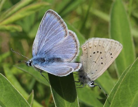 Fenders Blue Butterfly In 2020 Institute For Applied Ecology