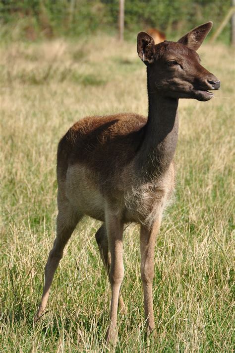 Scottish Deer Centre Fallow And Sika Deer Fallow Deer Dama Flickr