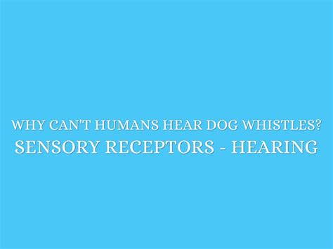 … for example, dogs can hear sounds with. Why Can't Humans Hear Dog Whistles?