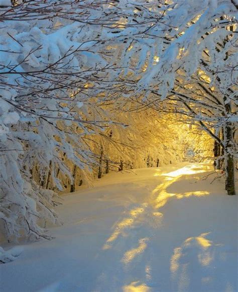 Snow Sunrise - Beautiful Yellow Sunlight In Winter | Full Dose | Winter ...