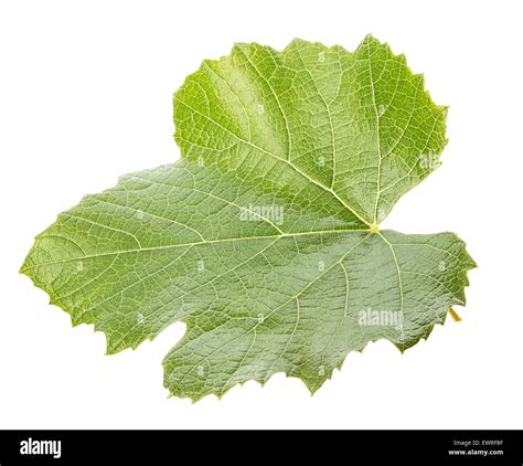 Grape Leave Isolated On The White Background Stock Photo Alamy