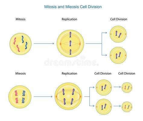 Mitosis And Meiosis Cell Division Stock Vector Illustration Of Sexual