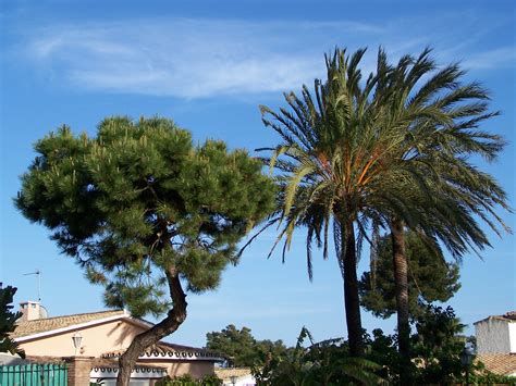 7 pacientes activos (por hisopado). Playa El Saladillo / Villacana / Costalita en Estepona, Málaga