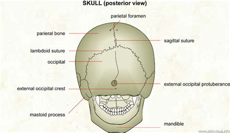 The skull bones can be classified into two groups: Skeletal System Diagrams