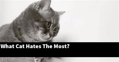 What Cat Hates The Most Explained