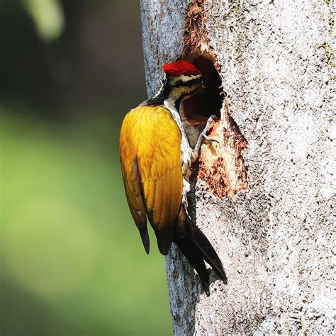 Common Flameback woodpecker | The common flameback or common… | Flickr