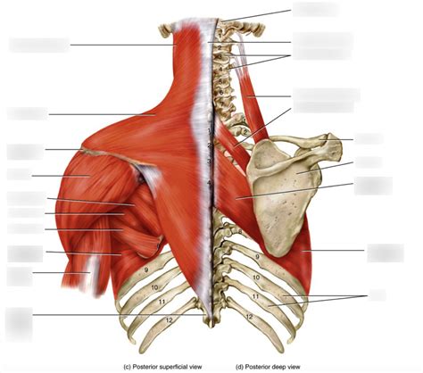 Pectoral Girdle And Thorax Posterior Diagram Quizlet