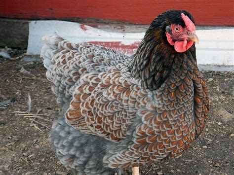 All About The Blue Laced Red Wyandotte Chicken Breed Eco Peanut