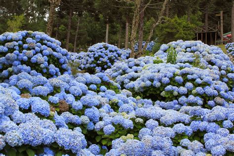 Como cuidar tus hortensias en climas cálidos/ cambios de color en las flores. EU GOSTO, NÓS GOSTAMOS: LINDAS HORTÊNSIAS...OU HORTÊNCIA...
