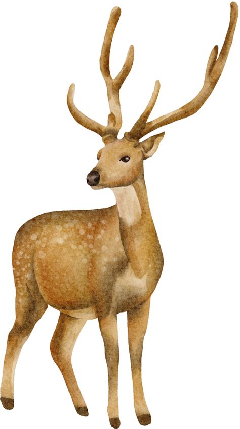Watercolor Deer Clip Art 16537829 Png