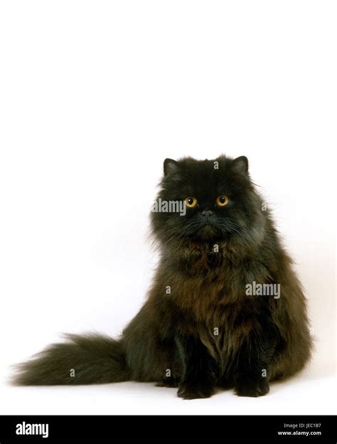 Gato Con Cabeza Negra Imágenes Recortadas De Stock Alamy