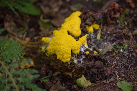 Dog Vomit Slime Mold Care And Growing Guide