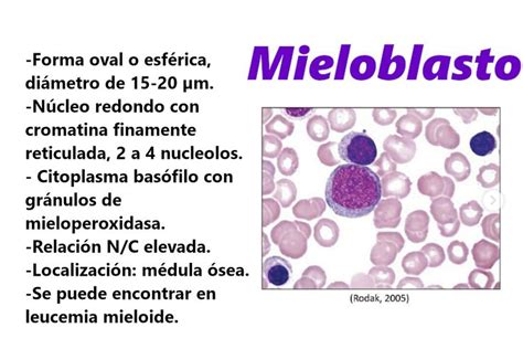 Mieloblasto Citoplasma Estudos