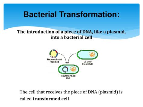 Ppt Bacterial Transformation Powerpoint Presentation Free Download