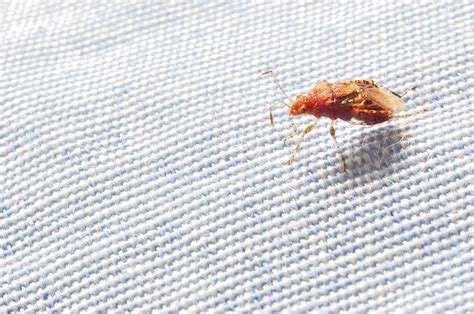 How To Get Rid Of Bed Bugs Yourself Healthfully