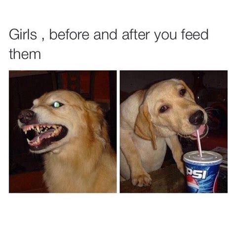 Dog Memes About Food Tewlo