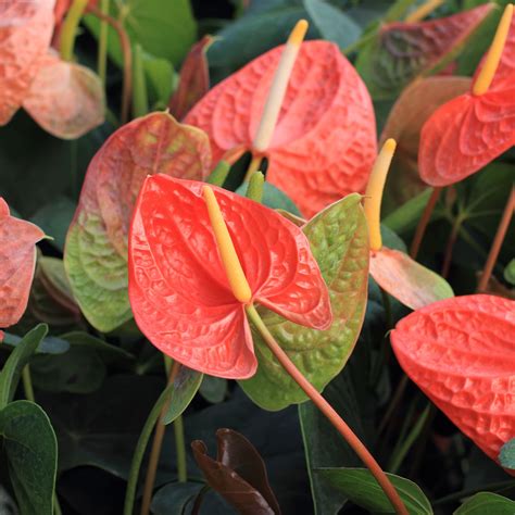 They are handcrafted and offer a very unique way to. Anthurium. Striking glossy green, elongated heart shaped ...