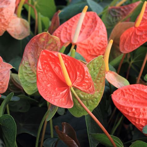 Check spelling or type a new query. Anthurium. Striking glossy green, elongated heart shaped ...