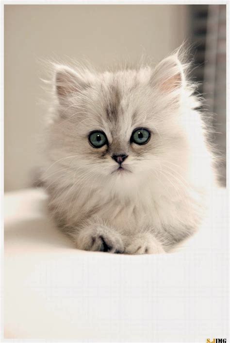 Pet S World Top Cute Cat Breeds For Families