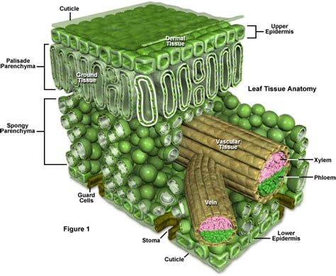 Molecular Expressions Cell Biology Plant Cell Structure Leaf Tissue