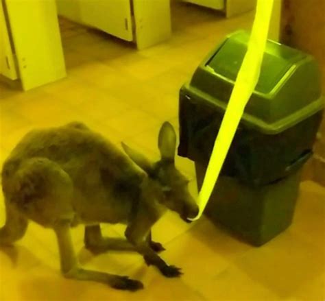 Moment British Backpackers Find Kangaroos Eating Their Toilet Roll